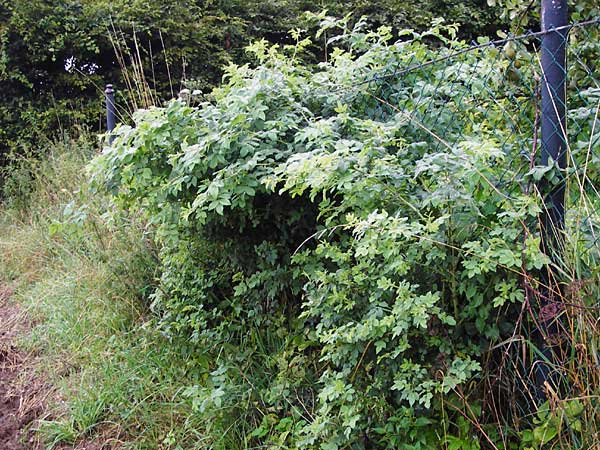 Rosa tomentosa \ Filz-Rose / Whitewoolly Rose, Harsh Downy Rose, D Odenwald, Hammelbach 30.7.2014