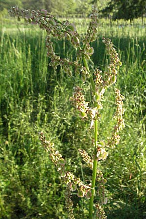 Rumex acetosa \ Groer Sauer-Ampfer, Wiesen-Sauer-Ampfer / Common Sorrel, D Bruchsal 11.5.2006