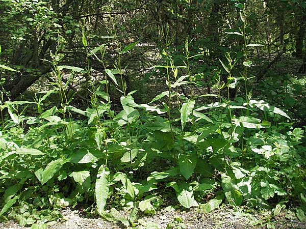 Rumex sanguineus \ Hain-Ampfer / Wood Dock, D Mannheim 14.5.2006