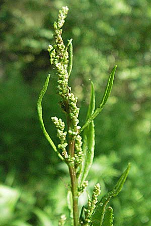 Rumex sanguineus \ Hain-Ampfer / Wood Dock, D Mannheim 14.5.2006