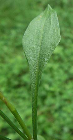 Rumex acetosella \ Kleiner Sauer-Ampfer / Sheep's Sorrel, D Schriesheim-Altenbach 14.7.2006