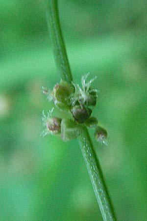 Rumex acetosella \ Kleiner Sauer-Ampfer / Sheep's Sorrel, D Schriesheim-Altenbach 14.7.2006