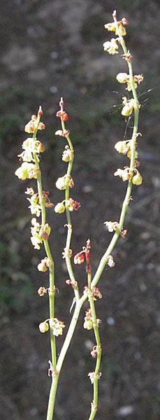 Rumex acetosella \ Kleiner Sauer-Ampfer / Sheep's Sorrel, D Karlsruhe 2.5.2008