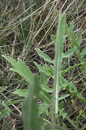 Diplotaxis tenuifolia \ Schmalblttriger Doppelsame, Ruccola / Perennial Wall Rocket, D Bruchsal 22.7.2006