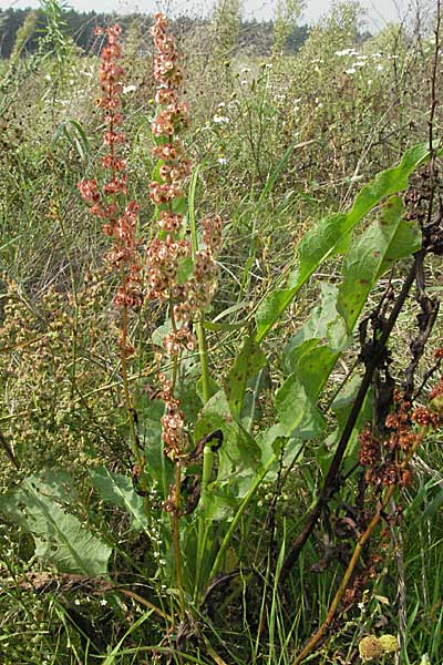 Rumex crispus \ Krauser Ampfer / Curled Dock, D Waghäusel 16.9.2006
