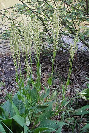 Rumex acetosa \ Groer Sauer-Ampfer, Wiesen-Sauer-Ampfer / Common Sorrel, D Odenwald, Schönau 26.4.2007