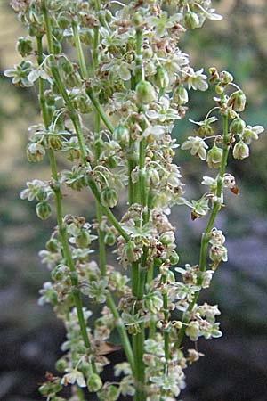 Rumex acetosa \ Groer Sauer-Ampfer, Wiesen-Sauer-Ampfer / Common Sorrel, D Odenwald, Schönau 26.4.2007