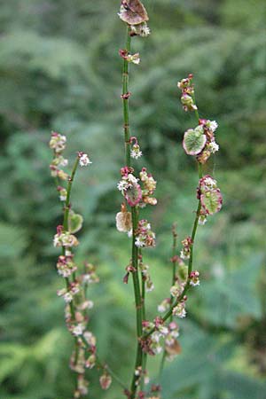 Rumex alpestris \ Berg-Sauerampfer / Mountain Dock, D Schwarzwald/Black-Forest, Feldberg 18.8.2007