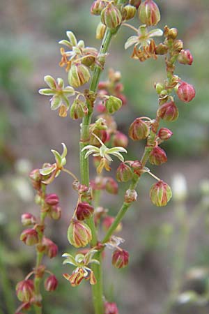 Rumex acetosella \ Kleiner Sauer-Ampfer / Sheep's Sorrel, D Karlsruhe 2.5.2008