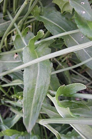 Rumex acetosa \ Groer Sauer-Ampfer, Wiesen-Sauer-Ampfer / Common Sorrel, D Mannheim 6.5.2009