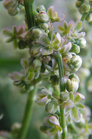 Rumex acetosa \ Groer Sauer-Ampfer, Wiesen-Sauer-Ampfer / Common Sorrel, D Mannheim 6.5.2009