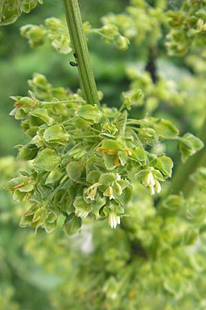 Rumex patientia \ Garten-Ampfer / Garden Dock, Patience Dock, D Mannheim 16.5.2009