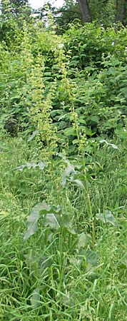 Rumex patientia \ Garten-Ampfer / Garden Dock, Patience Dock, D Mannheim 16.5.2009