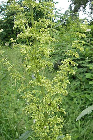 Rumex patientia \ Garten-Ampfer / Garden Dock, Patience Dock, D Mannheim 16.5.2009