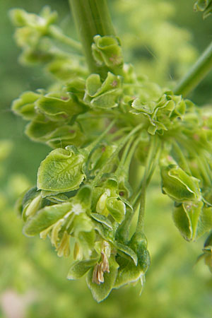 Rumex patientia \ Garten-Ampfer / Garden Dock, Patience Dock, D Mannheim 16.5.2009