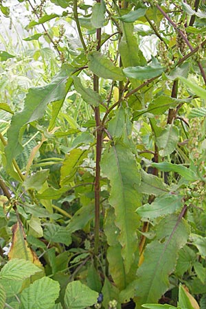 Rumex conglomeratus \ Knuelbltiger Ampfer / Whorled Dock, D Mannheim 19.6.2009