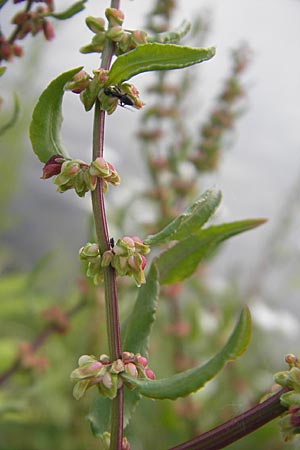 Rumex conglomeratus, Whorled Dock Rumex conglomeratus, Whorled Dock