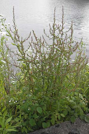 Rumex conglomeratus \ Knuelbltiger Ampfer / Whorled Dock, D Mannheim 19.6.2009