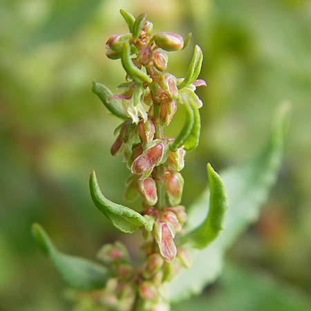 Rumex conglomeratus \ Knuelbltiger Ampfer / Whorled Dock, D Mannheim 19.6.2009