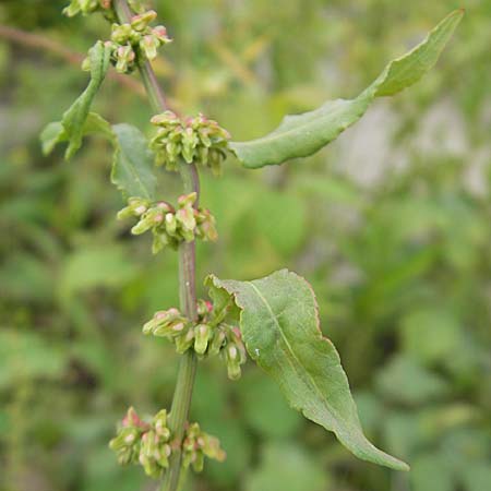 Rumex conglomeratus \ Knuelbltiger Ampfer / Whorled Dock, D Mannheim 19.6.2009