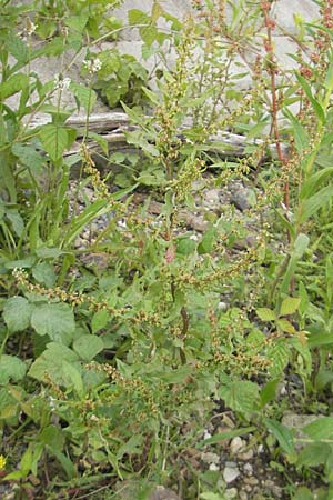 Rumex conglomeratus \ Knuelbltiger Ampfer / Whorled Dock, D Mannheim 19.6.2009