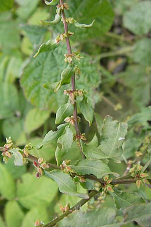 Rumex conglomeratus \ Knuelbltiger Ampfer / Whorled Dock, D Mannheim 19.6.2009