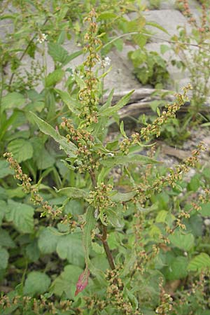 Rumex conglomeratus \ Knuelbltiger Ampfer / Whorled Dock, D Mannheim 19.6.2009