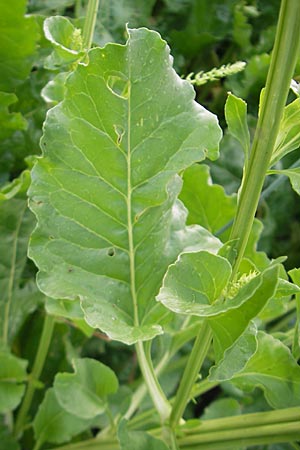 Beta vulgaris var. vulgaris \ Futter-Rbe, Zucker-Rbe / Beet, D Mannheim 6.7.2009