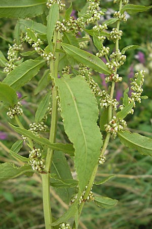 Rumex conglomeratus \ Knuelbltiger Ampfer / Whorled Dock, D Darmstadt 17.7.2009