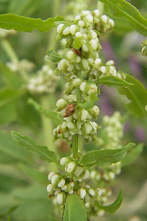 Rumex conglomeratus \ Knuelbltiger Ampfer / Whorled Dock, D Darmstadt 17.7.2009