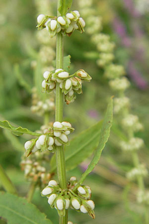 Rumex conglomeratus \ Knuelbltiger Ampfer / Whorled Dock, D Darmstadt 17.7.2009