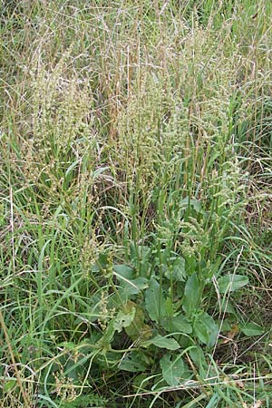 Rumex acetosa \ Groer Sauer-Ampfer, Wiesen-Sauer-Ampfer / Common Sorrel, D Darmstadt 17.7.2009