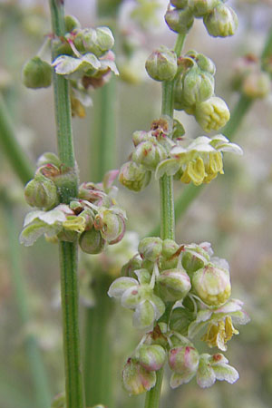Rumex acetosa \ Groer Sauer-Ampfer, Wiesen-Sauer-Ampfer / Common Sorrel, D Darmstadt 17.7.2009