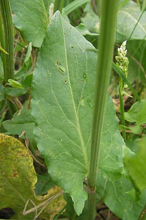 Rumex acetosa \ Groer Sauer-Ampfer, Wiesen-Sauer-Ampfer / Common Sorrel, D Darmstadt 17.7.2009