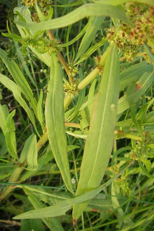 Rumex maritimus \ Ufer-Ampfer / Golden Dock, D Bad Nauheim 20.7.2009