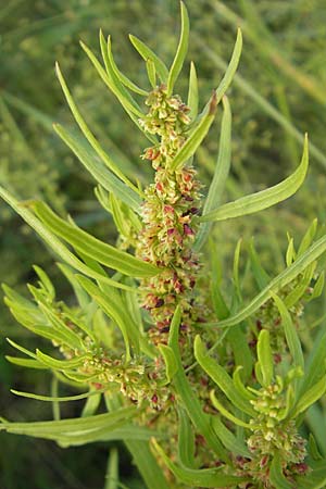 Rumex maritimus \ Ufer-Ampfer / Golden Dock, D Bad Nauheim 20.7.2009