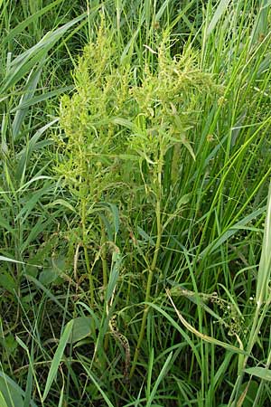 Rumex maritimus \ Ufer-Ampfer / Golden Dock, D Bad Nauheim 20.7.2009