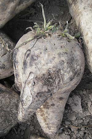 Beta vulgaris var. vulgaris \ Futter-Rbe, Zucker-Rbe / Beet, D Pfalz, Speyer 13.9.2009