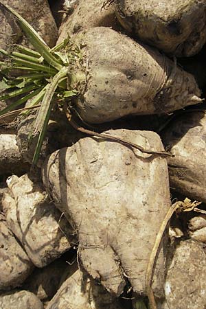 Beta vulgaris var. vulgaris \ Futter-Rbe, Zucker-Rbe / Beet, D Pfalz, Speyer 13.9.2009