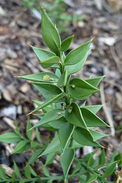 Ruscus aculeatus \ Stechender Musedorn / Butcher's Broom, D Botan. Gar.  Universit.  Mainz 13.9.2008