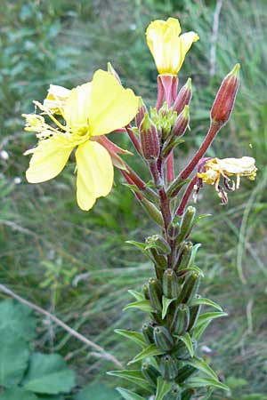 Oenothera coloratissima \ Tieffarbige Nachtkerze / Deep-Colored Evening Primrose, D Graben-Neudorf 16.7.2011