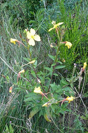 Oenothera coloratissima \ Tieffarbige Nachtkerze / Deep-Colored Evening Primrose, D Graben-Neudorf 16.7.2011