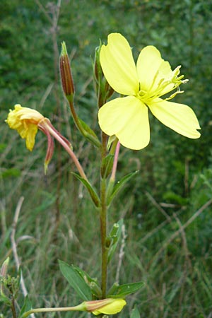 Oenothera coloratissima \ Tieffarbige Nachtkerze / Deep-Colored Evening Primrose, D Graben-Neudorf 16.7.2011