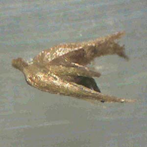 Amaranthus rudis \ Wasserhanf / Water Hemp, D Mannheim 9.10.2011