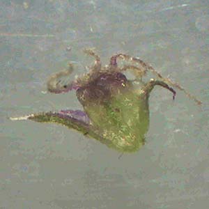 Amaranthus rudis \ Wasserhanf / Water Hemp, D Mannheim 9.10.2011