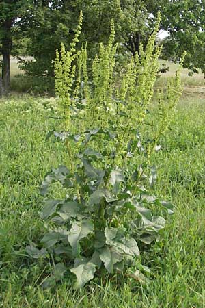 Rumex patientia \ Garten-Ampfer / Garden Dock, Patience Dock, D Mannheim 6.5.2011