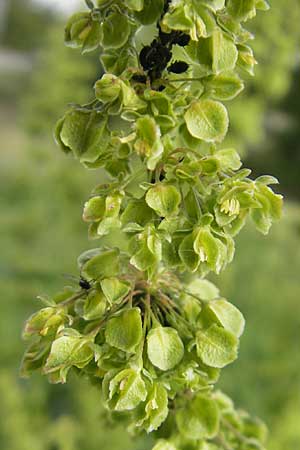Rumex patientia \ Garten-Ampfer / Garden Dock, Patience Dock, D Mannheim 6.5.2011