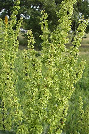 Rumex patientia \ Garten-Ampfer / Garden Dock, Patience Dock, D Mannheim 6.5.2011