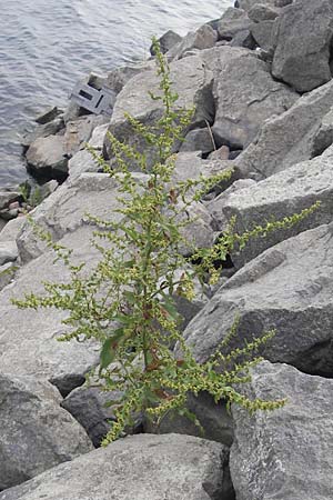 Rumex conglomeratus \ Knuelbltiger Ampfer / Whorled Dock, D Mannheim 4.6.2011