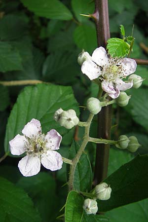 Rubus fruticosus agg. \ Brombeere / Bramble, Blackberry, D Bad Dürkheim 2.7.2011